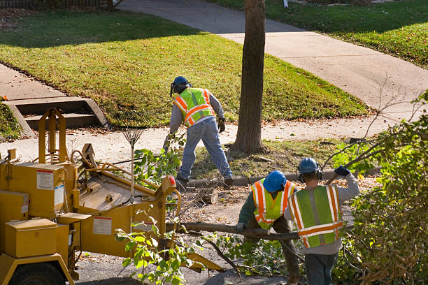 Best Fruit Tree Pruning  in Belleair, FL